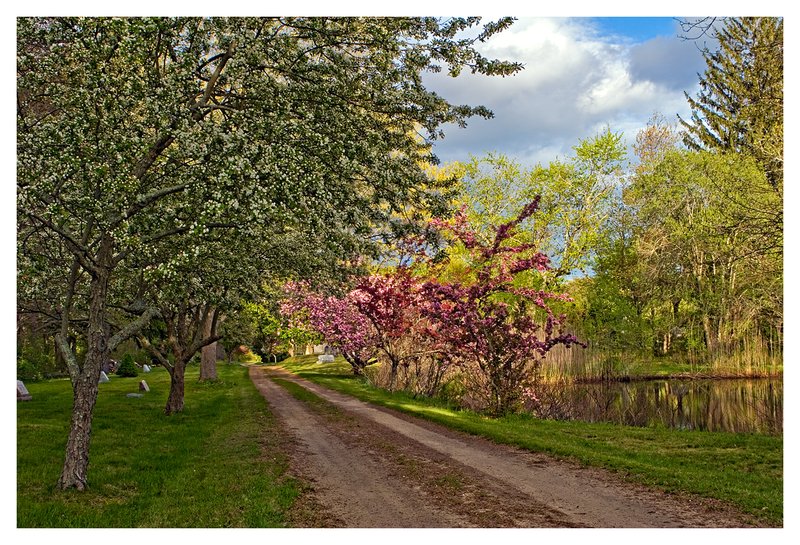 Pear-and-Cherry-Trees-in-Bloom.jpg