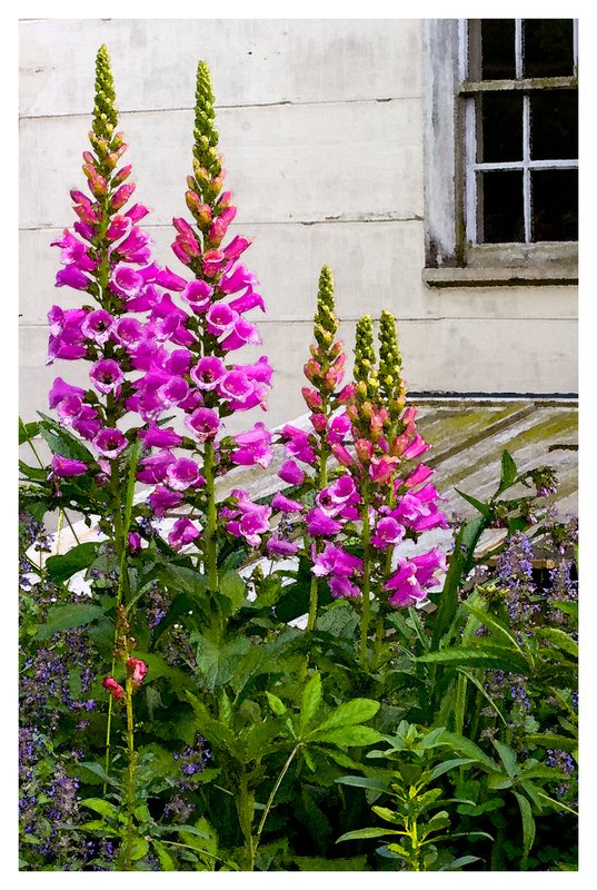 Purple-Foxgloves-in-Bloom.jpg