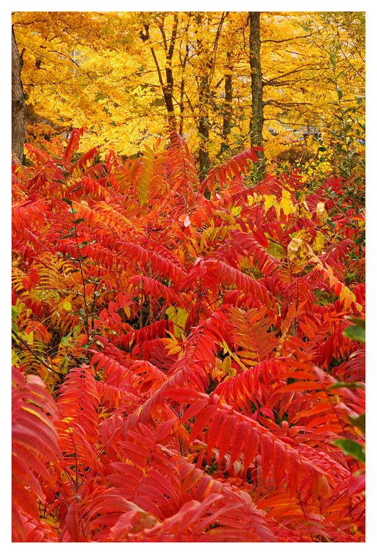 Sumac-and-Maples.jpg