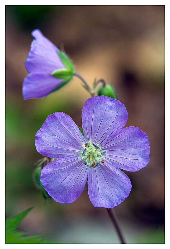 Wild-Geranium.jpg