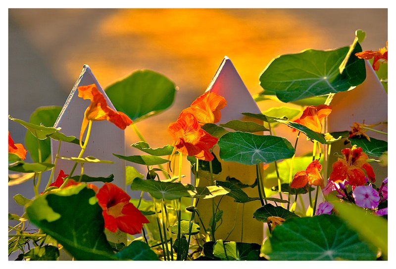 backlit nasturtiums.jpg :: Mystic - Late summer nasturtiums cover a picket fence