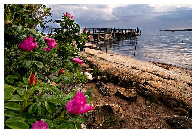 beach rose - Lords Point.jpg :: Stonington - Beach roses and a pier after a storm at Lords Point.