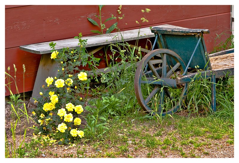 bench-yellow rose.jpg :: Mystic - The back yard of a 18th century home.