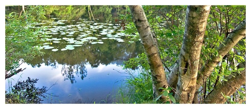 birch tree-pond.jpg :: Ledyard - Summer vegetation is reflected in a small tranquil pond