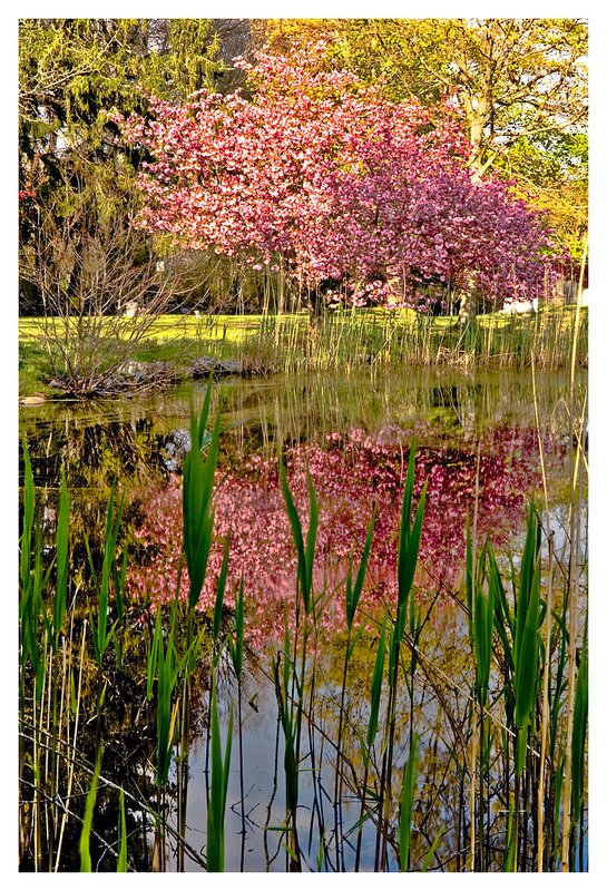 cherry tree reflection.jpg :: Stonington - A flowering cherry tree is reflected in a quiet pond