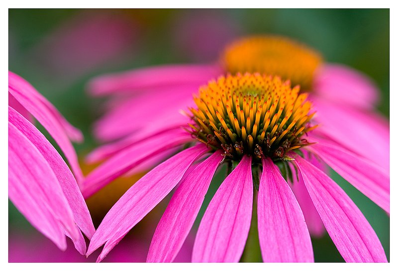 coneflower-in-bloom.jpg