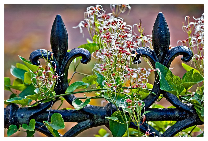 iron fence and vine.jpg