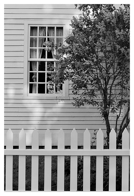 lilac-and-picket-fence.jpg