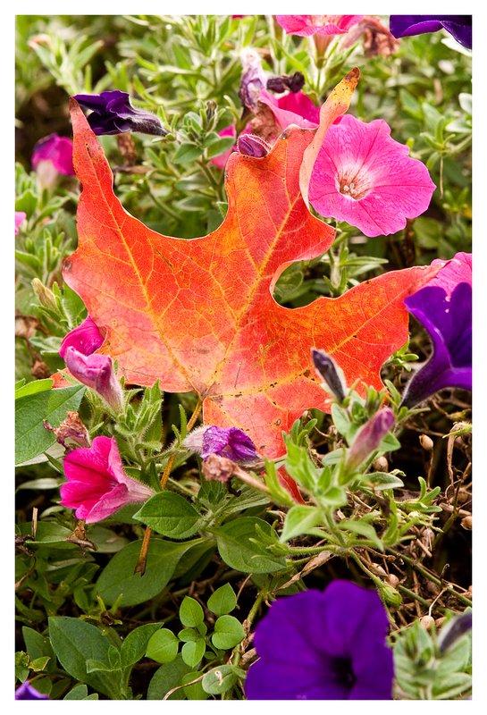 maple-leaf-and-petunias.jpg