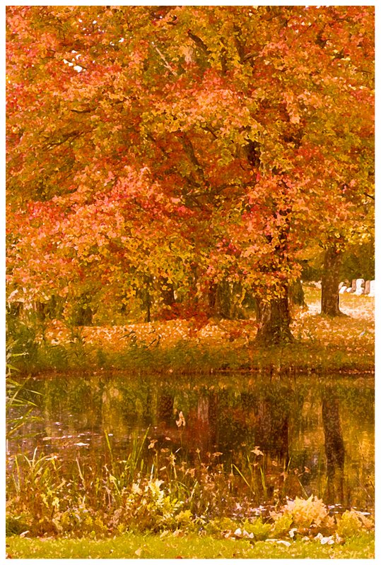 maple-reflection-on-duck-pond.jpg