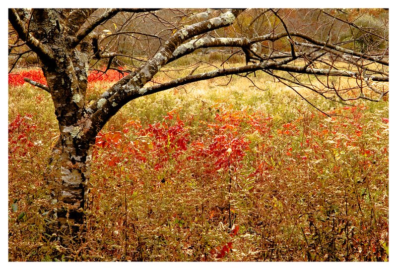 meadow-autumn.jpg :: Noank Ct. A hard frost puts an end to the growing season at Haley Farm.