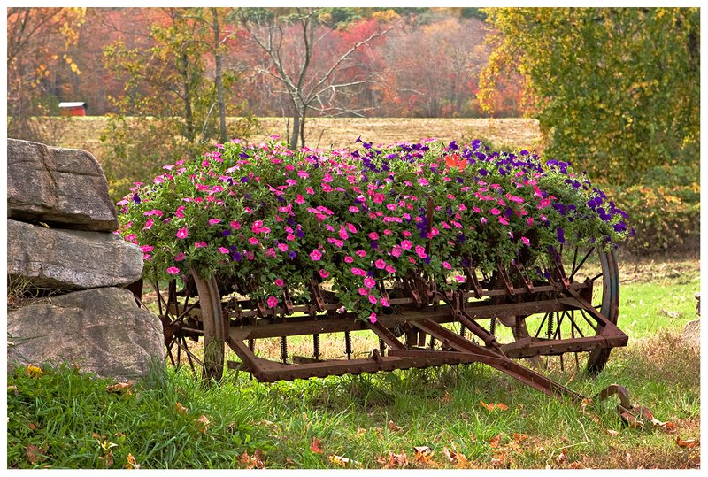 old-farm-equipment-and-flowers.jpg