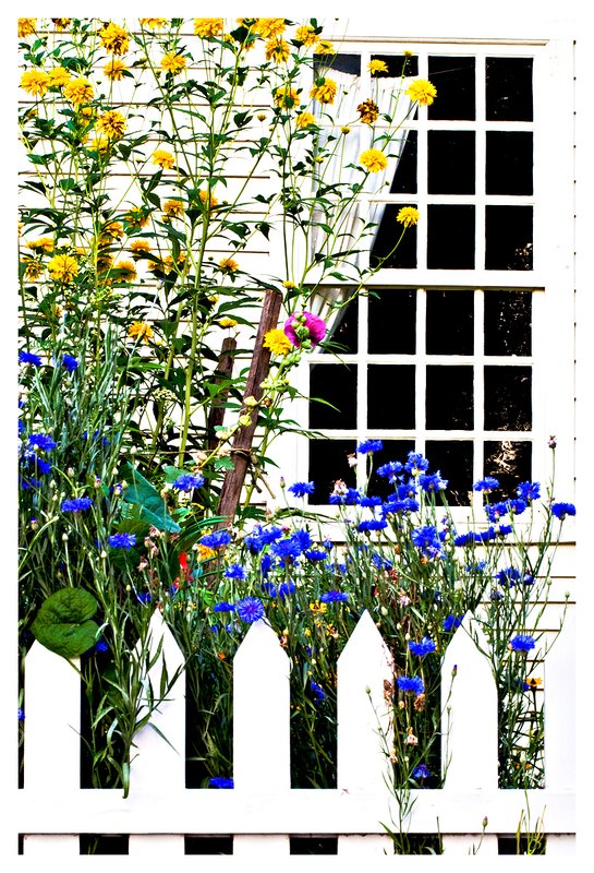 parlor garden.jpg :: Mystic - Colorful flowers cascade over a white picket fence.