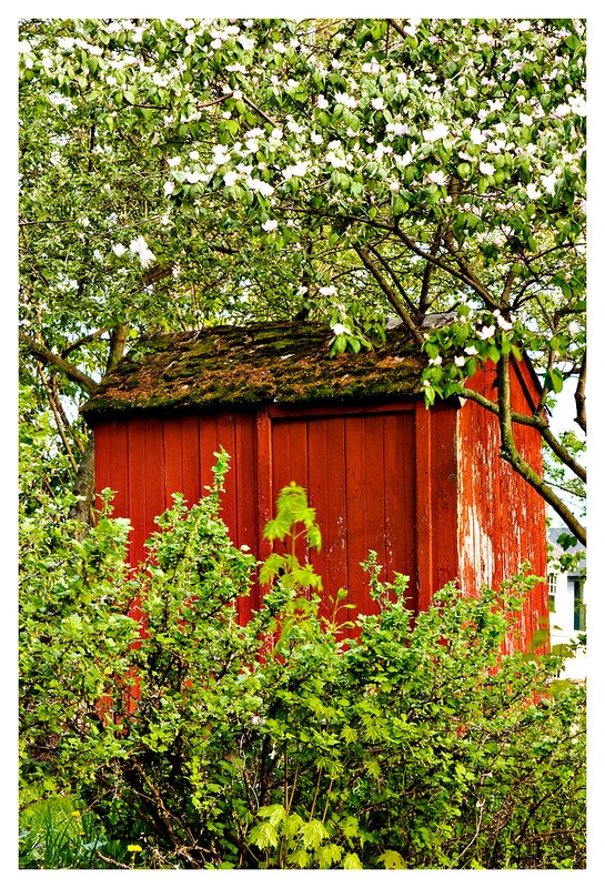 private privy.jpg :: Mystic - A quince tree in bloom frames a red privy.