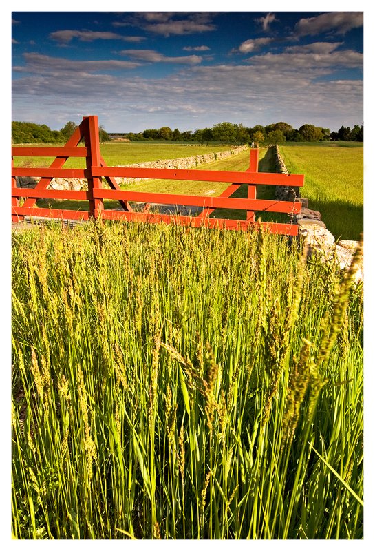 red fence and grass.jpg