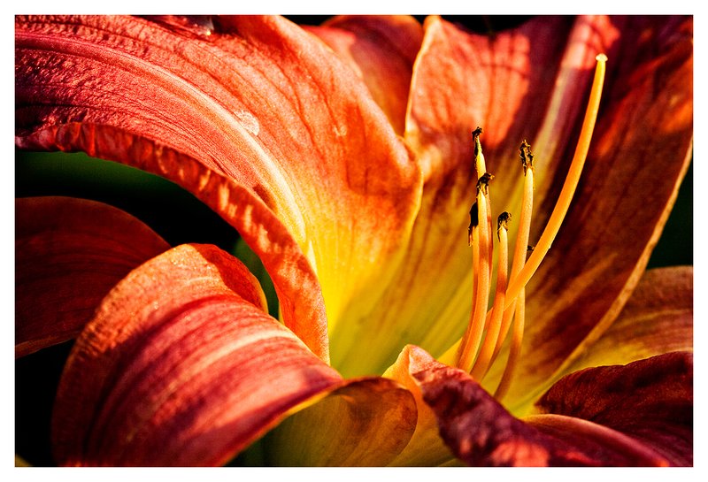 red-day-lilly.jpg