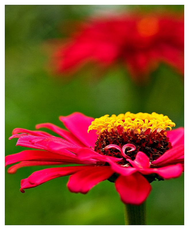 red-zinnia-.jpg