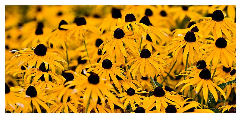 rudbeckia.jpg :: North Stonington - Black -eyed - Susan's after a summer shower.