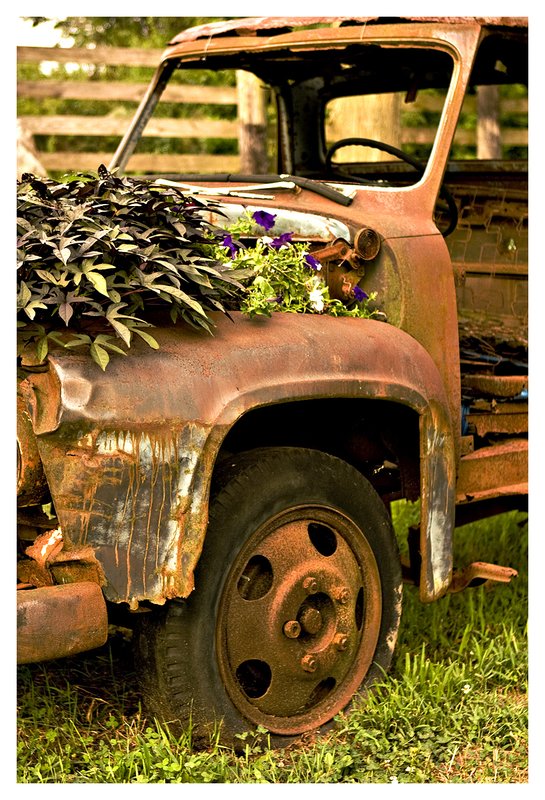 rusted truck.jpg :: North Stonington - A rusting truck and flowing flowers create a unique display.