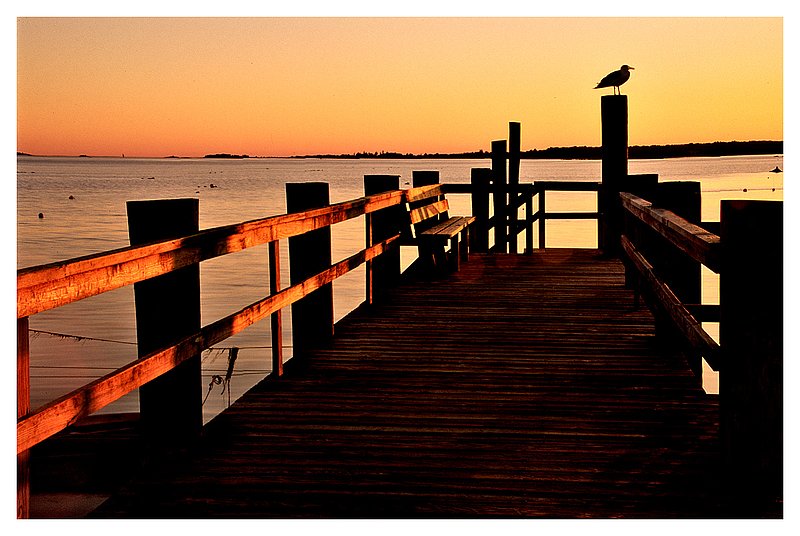 seagull at dusk.jpg :: Stonington - A lone seagull and a pier is silhouetted at Lords Point.