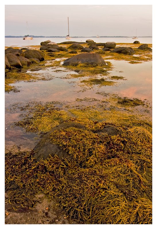 seaweed-on-rocks.jpg