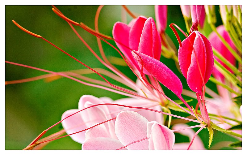 spider-flower-.jpg