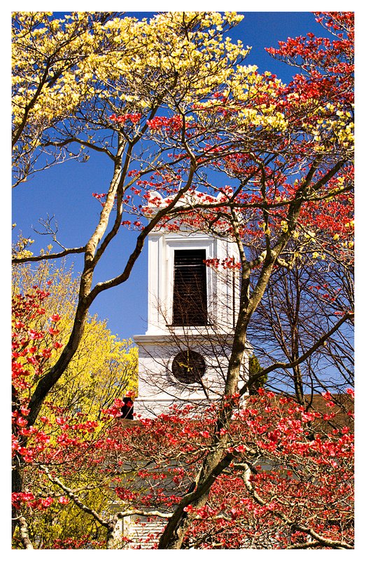 spring dogwoods.jpg :: Mystic - Colorful dogwoods frame a 19th century clock tower.