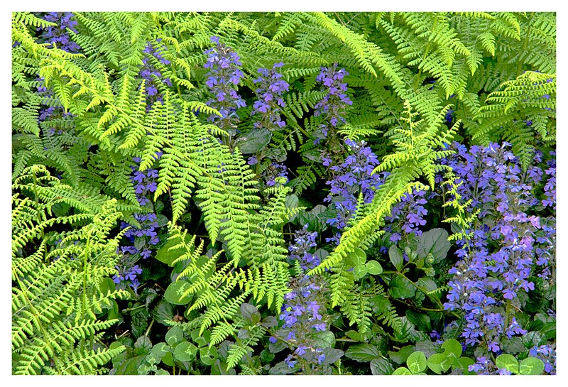 spring ferns.jpg :: Mystic - Ferns and blue bugle weed