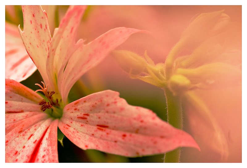 star-geranium.jpg