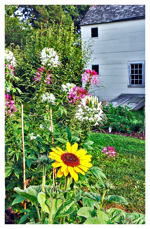 sunflower-and-spiderflowers.jpg :: Mystic   Spider flowers and a sunflower capture the late afternoon sunlight.