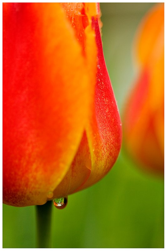 waterdrop-and-tulip.jpg