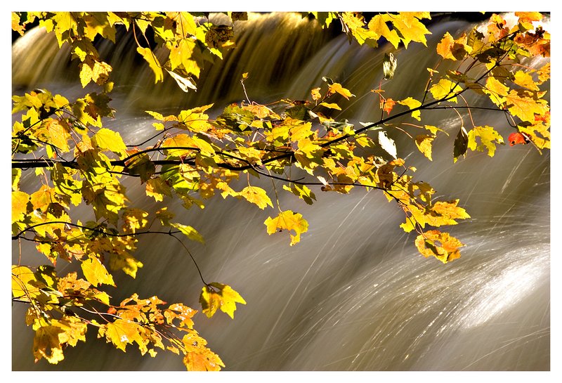 waterfall - Autumn leaves.jpg :: North Stonington - Clark Falls provides a simple backdrop for back lit Autumn leaves.