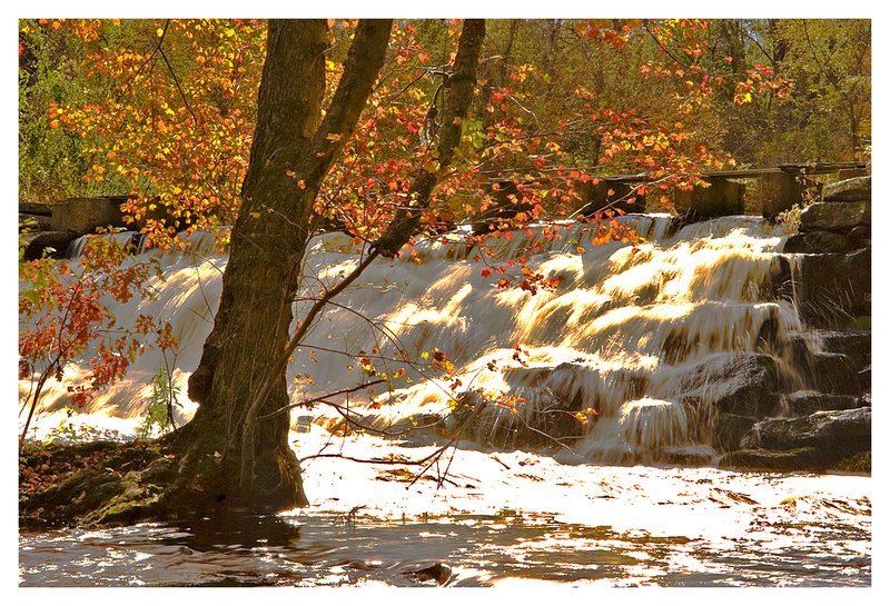 waterfall-maple tree.jpg :: North Stonington - Late afternoon sunlight shines brightly on a maple tree in the stream bed at Clark's Falls.