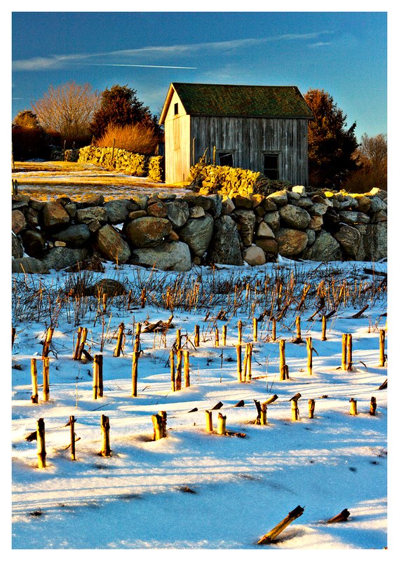 winter corn field.jpg