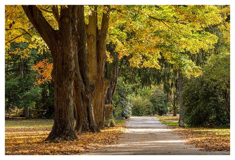 A-Road-in-Autumn.jpg