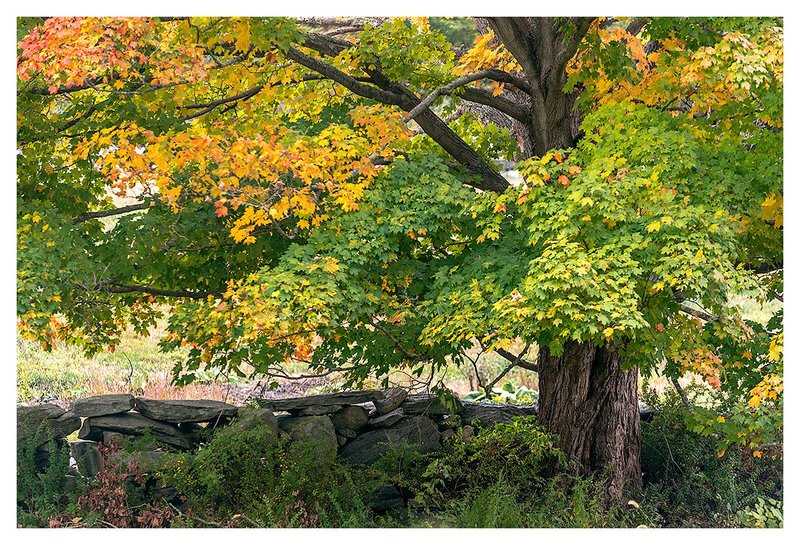 Early-Color-of-Fall.jpg