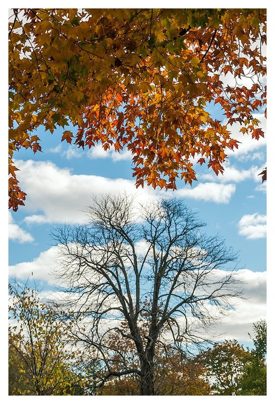 Tree-Without-Leaves.jpg