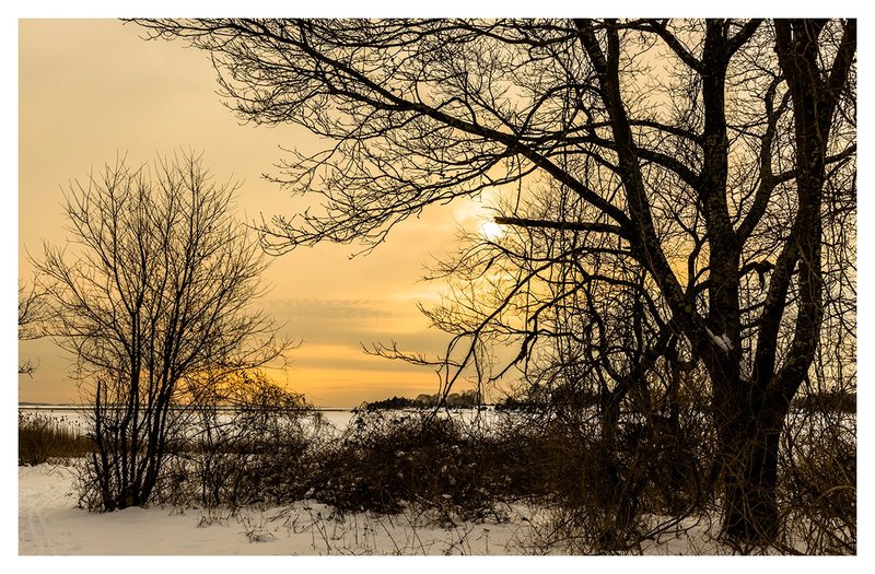 Winter-Sky-through-the-Branches.jpg