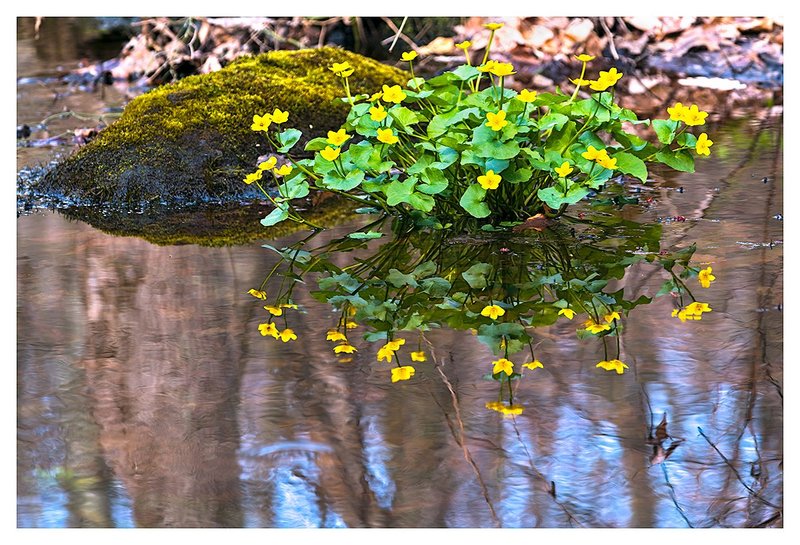 Marsh-Marigolds..jpg