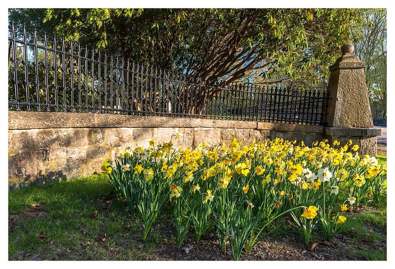 Spring-Flowers-in-the-Sun.jpg