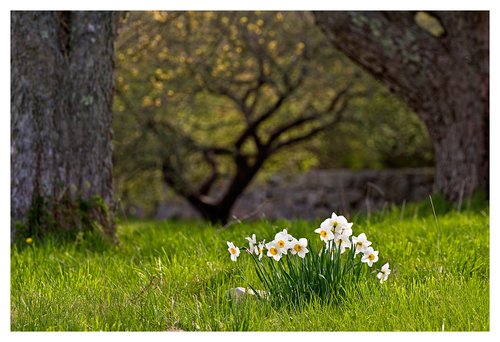 April-Daffodils.jpg