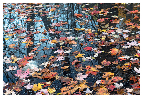 Autumn-Leaves-Floating.jpg