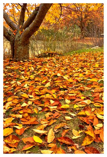cherry tree leaves.jpg