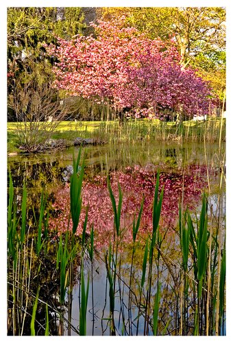 cherry tree reflection.jpg