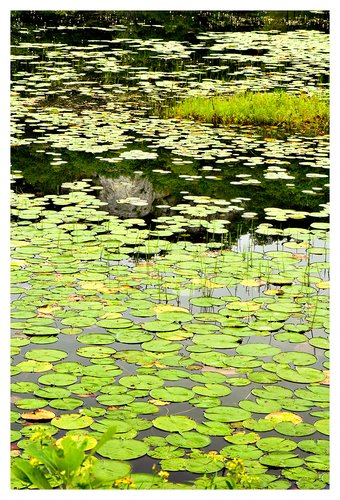 lily pads.jpg