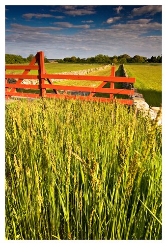 red fence and grass.jpg