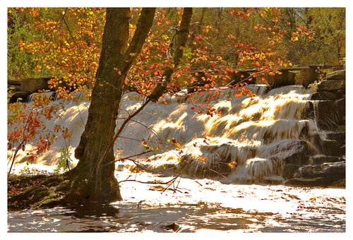waterfall-maple tree.jpg