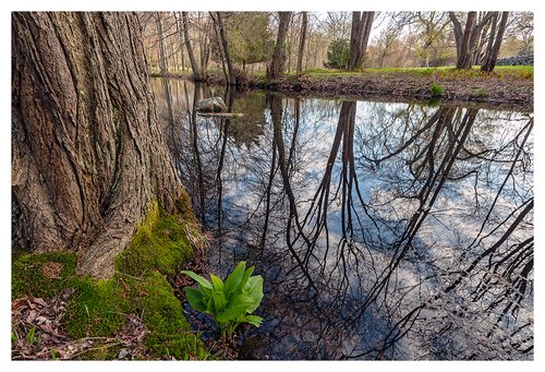 Reflection-of-Spring..jpg
