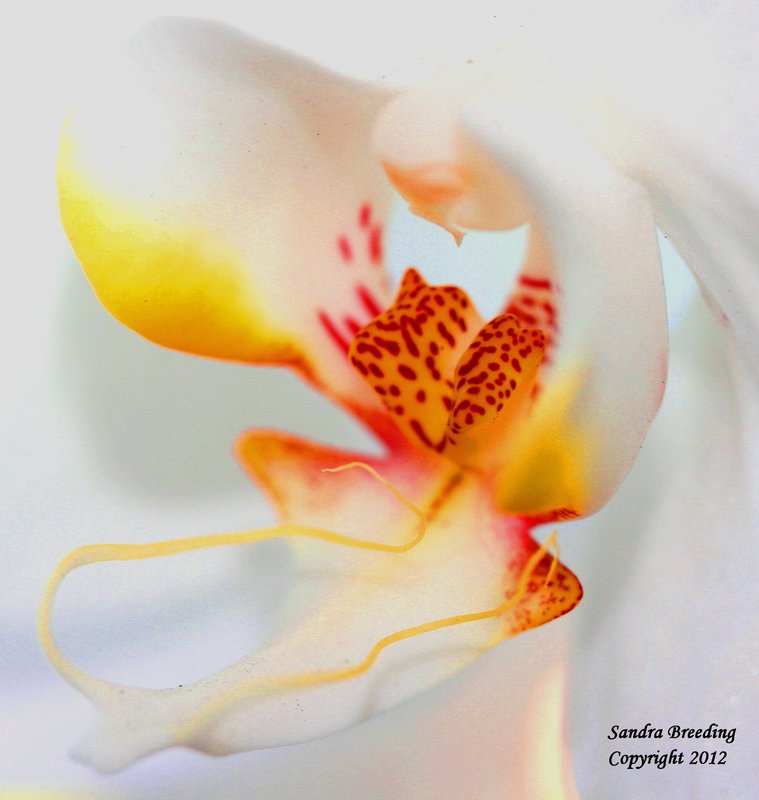 Watercolor Orchid.jpg