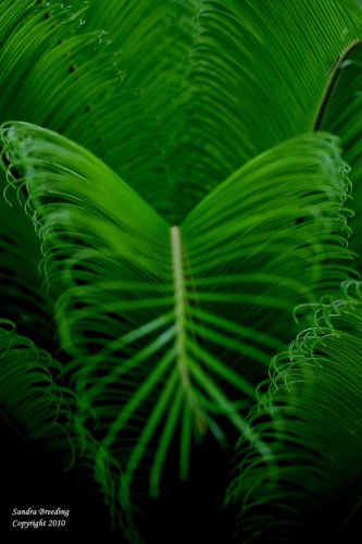 Butterfly Fern 2.jpg